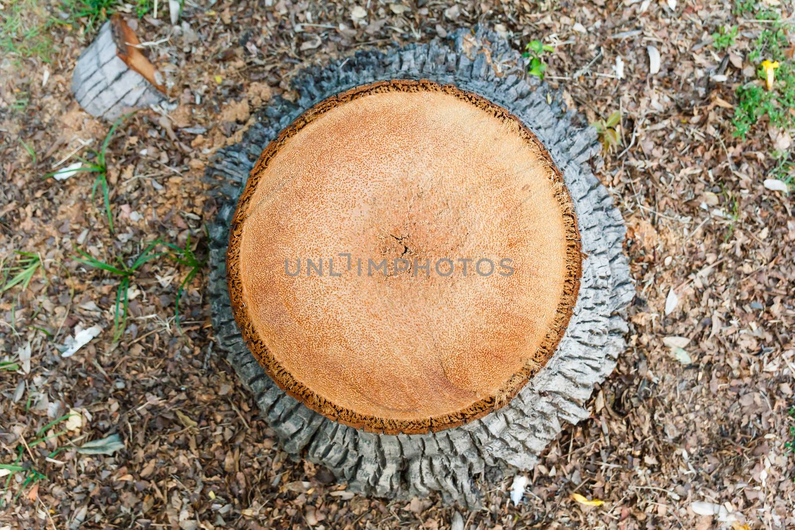 Top view of cut tree in garden.