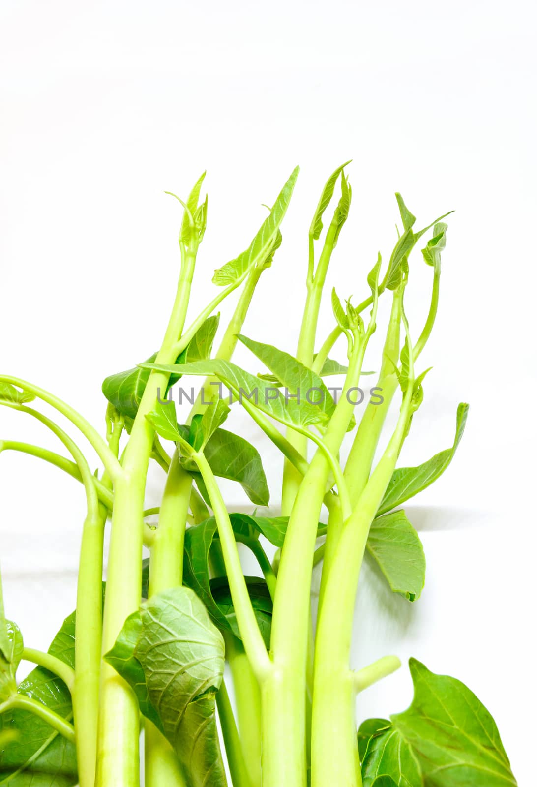 Water spinach bunch on white background.
