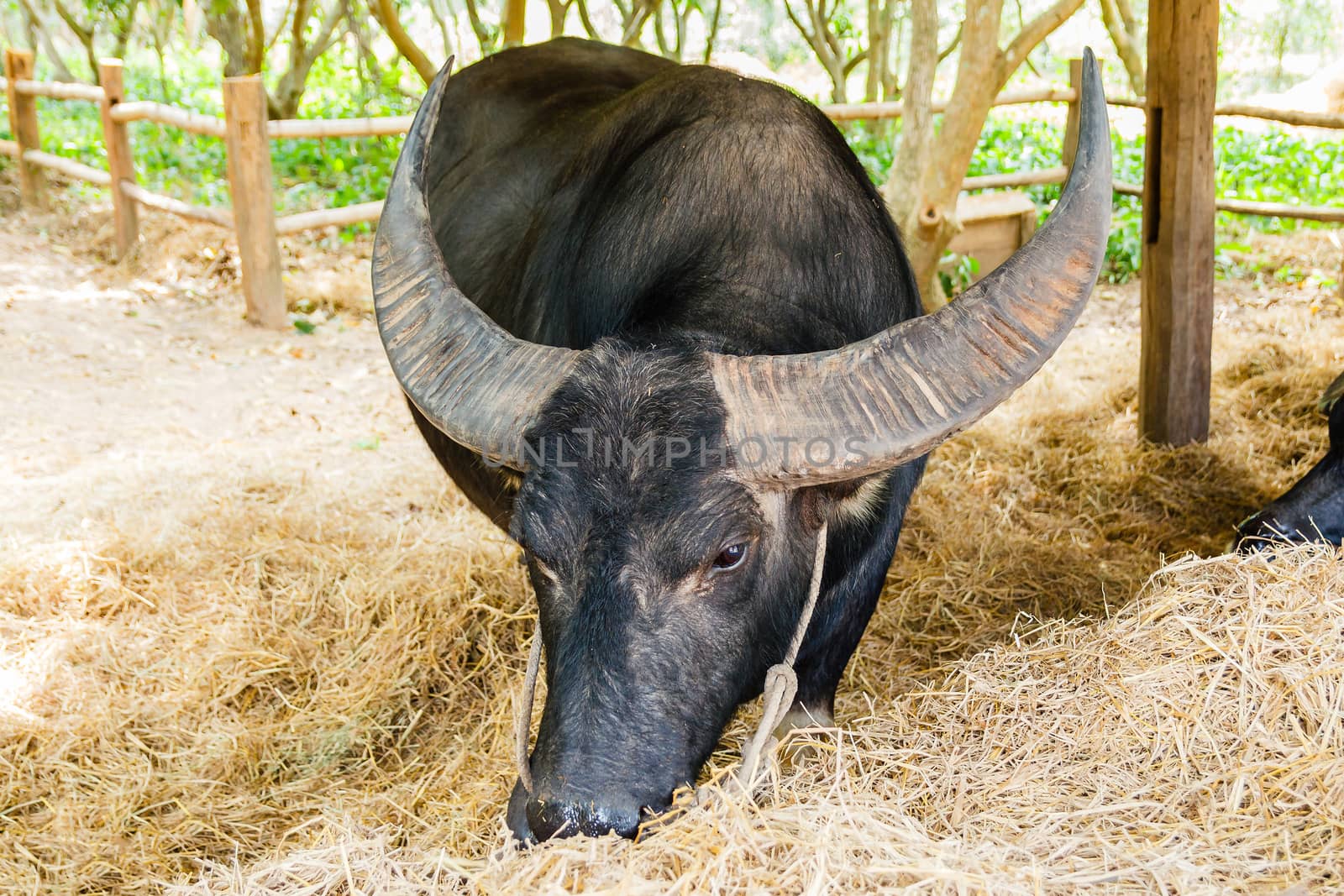 Black buffalo eating hay in barn.