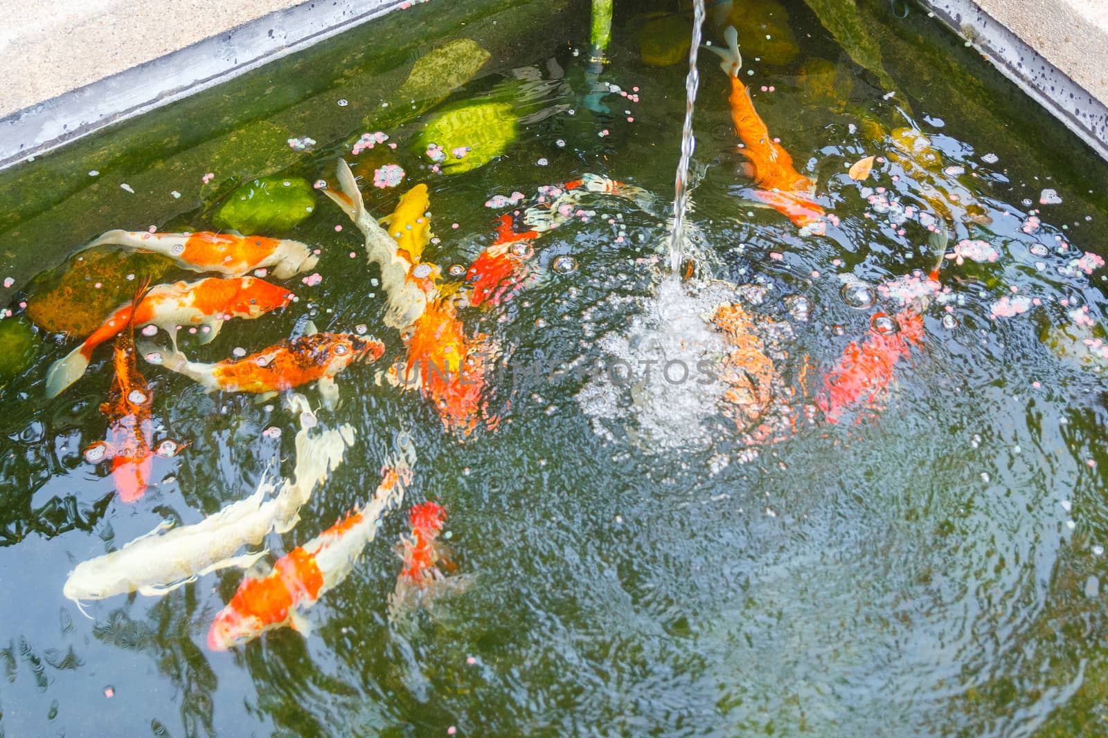 Carps in pond with spring.