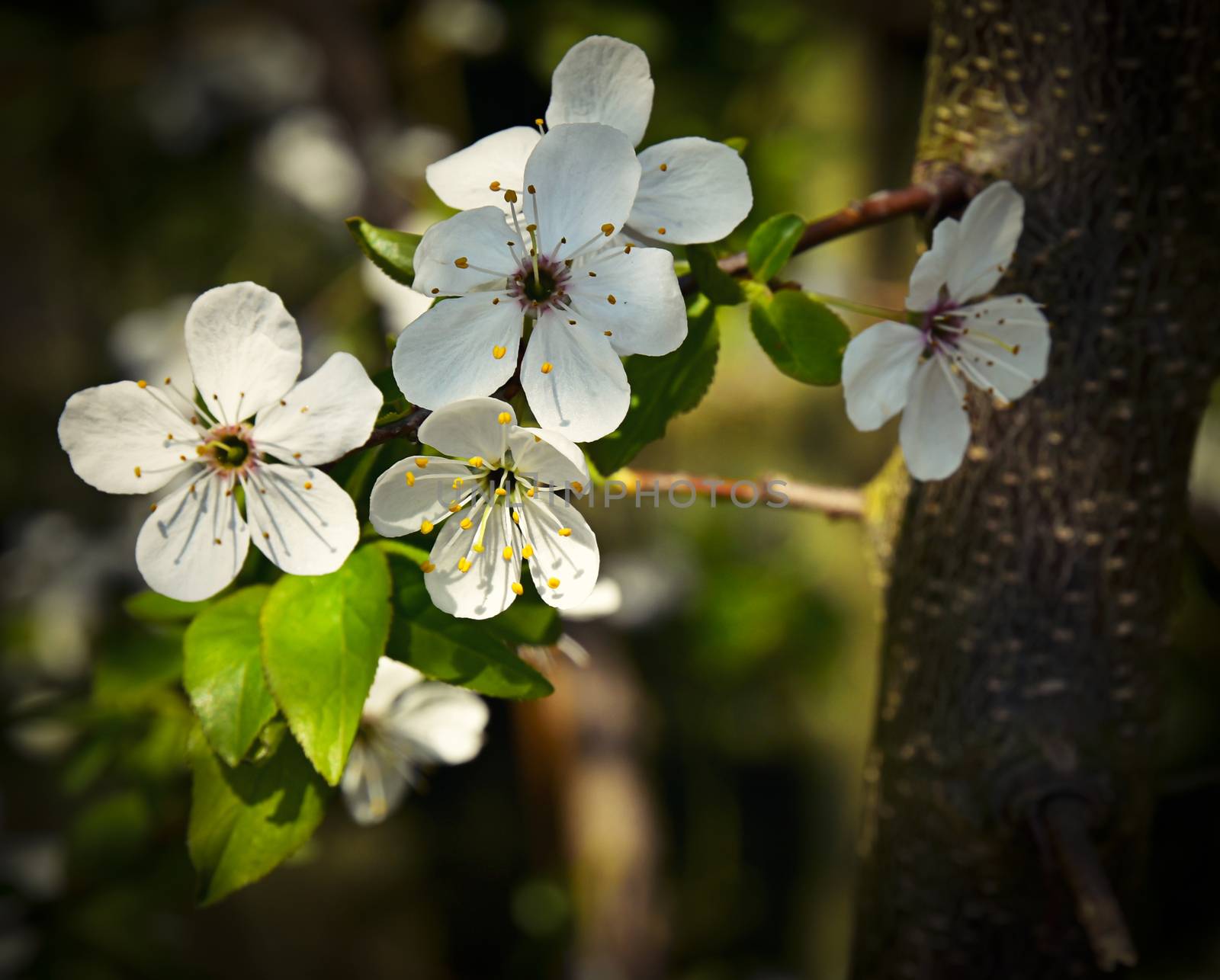 seasonal background Spring twig with white florets