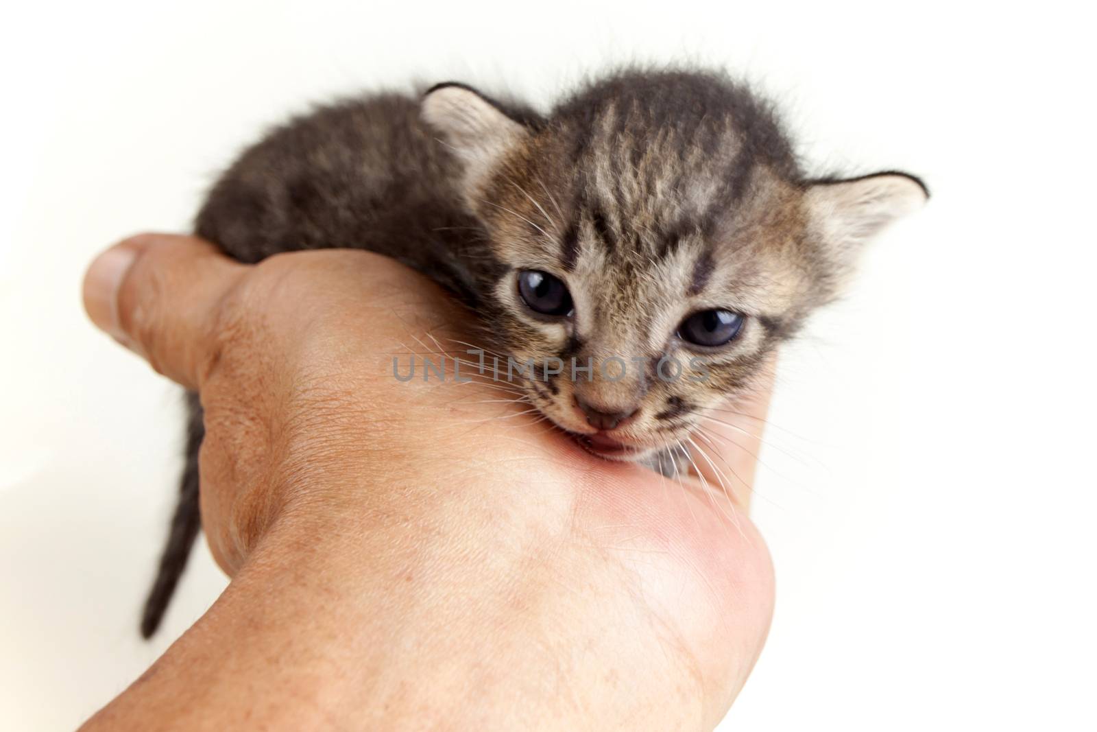 human hand gentle and brown tabby kitten by PeachLoveU