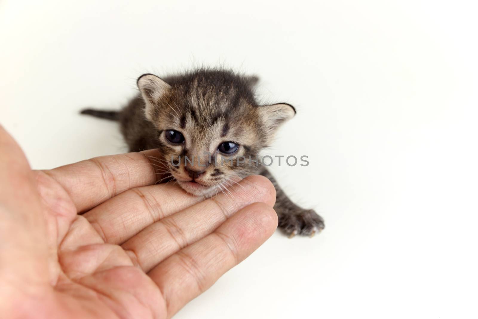 human hand gentle and brown tabby kitten by PeachLoveU