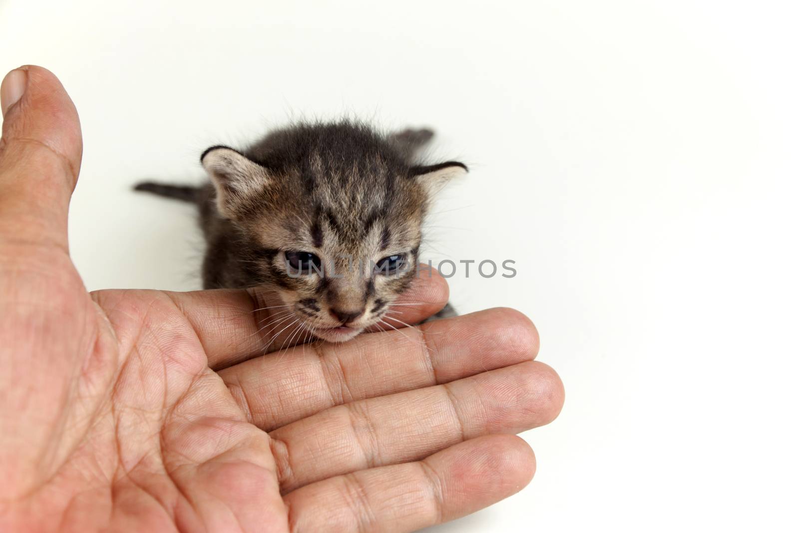 human hand gently holding face of adorable newborn brown tabby kitten on white background