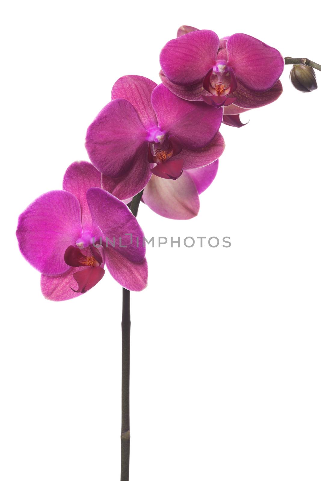 Manicured nails painted a deep red caress dark pink flower pedals against white background