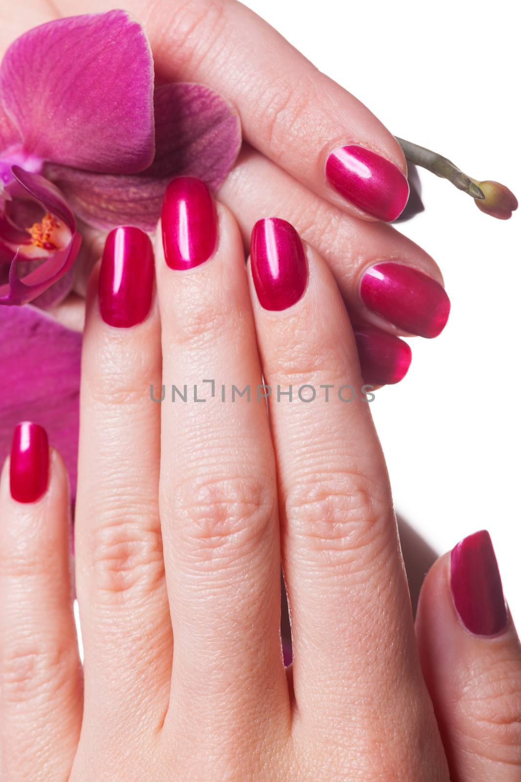 Manicured nails painted a deep red caress dark pink flower pedals against white background