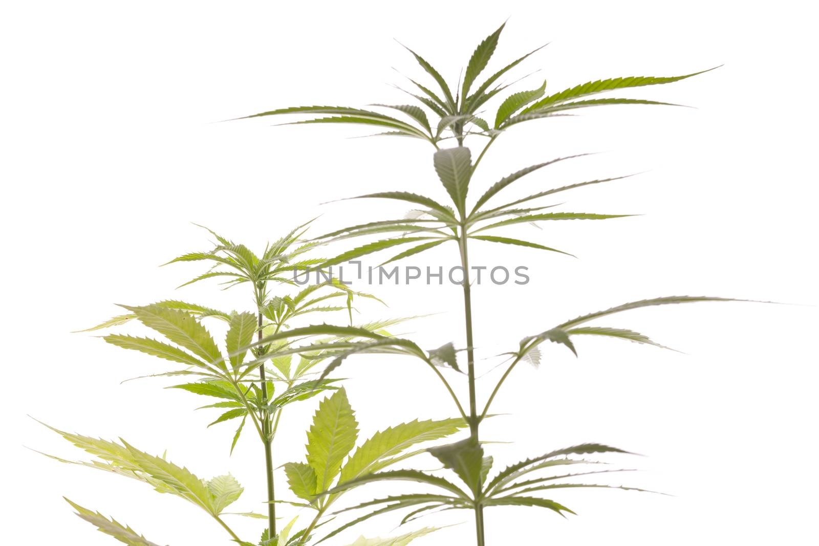 Fresh Marijuana Plant Leaves on White Background by juniart