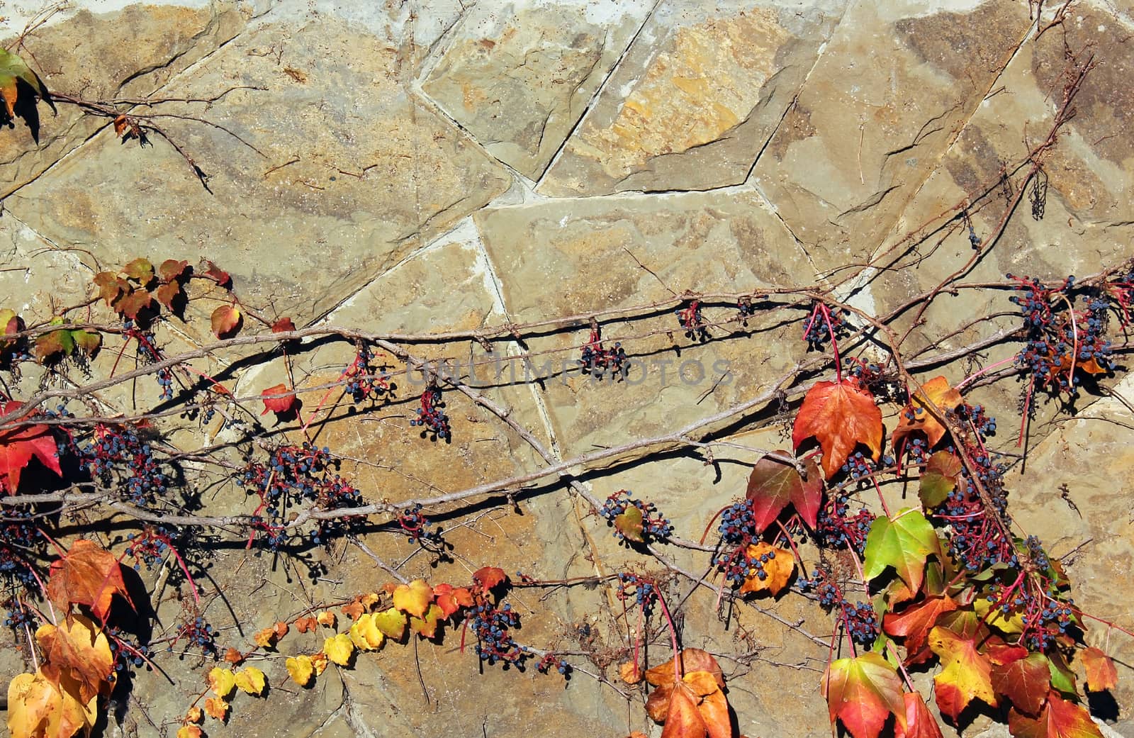 Wall of the house overgrown with grape leaves