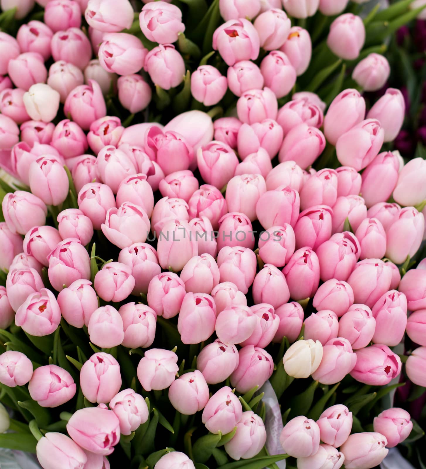 Beauty Pink Tulip Buds closeup as Background Outdoors. Selective Focus