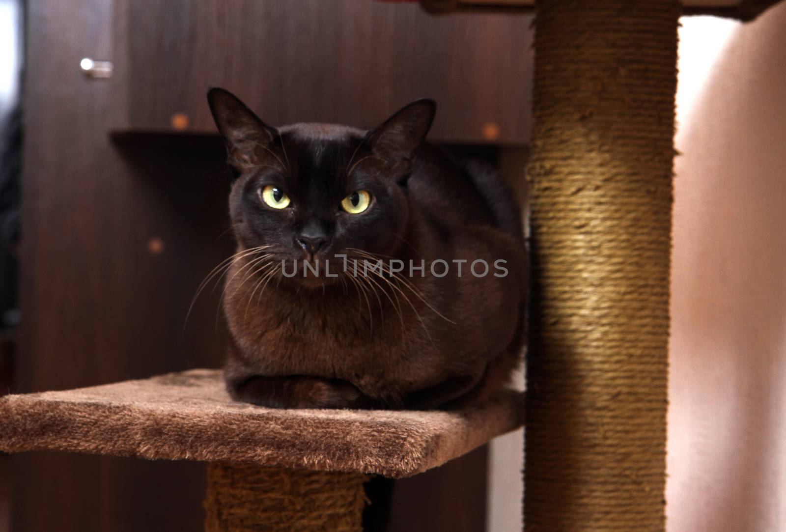 Portrait burmese cat lying and posing looking into the lens.