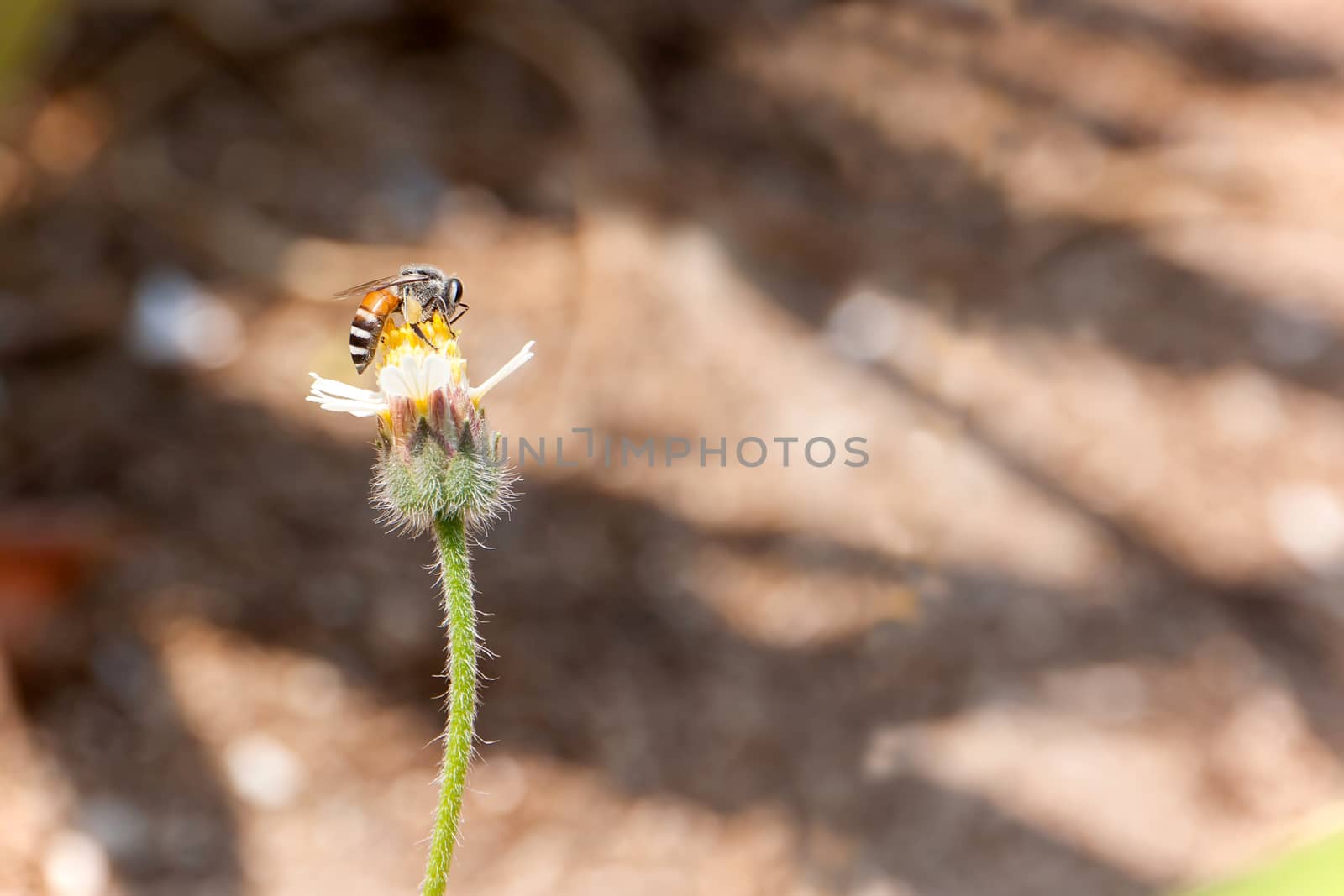 A bee on small flower on blurred background