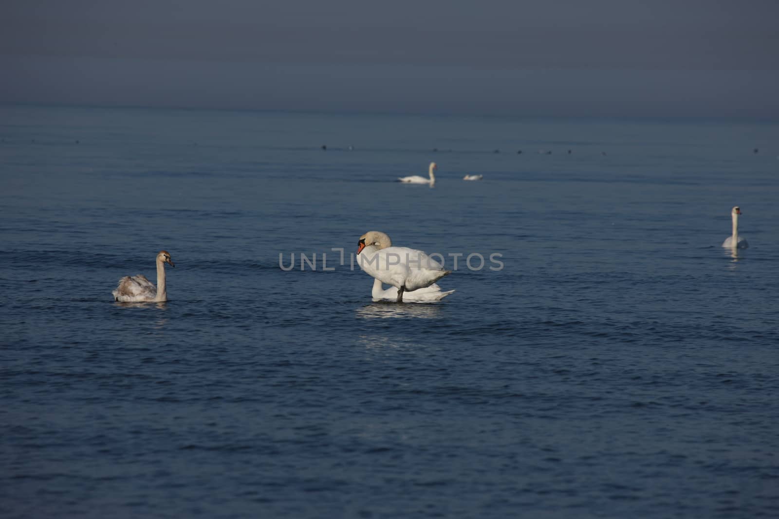 white swan Baltic sea