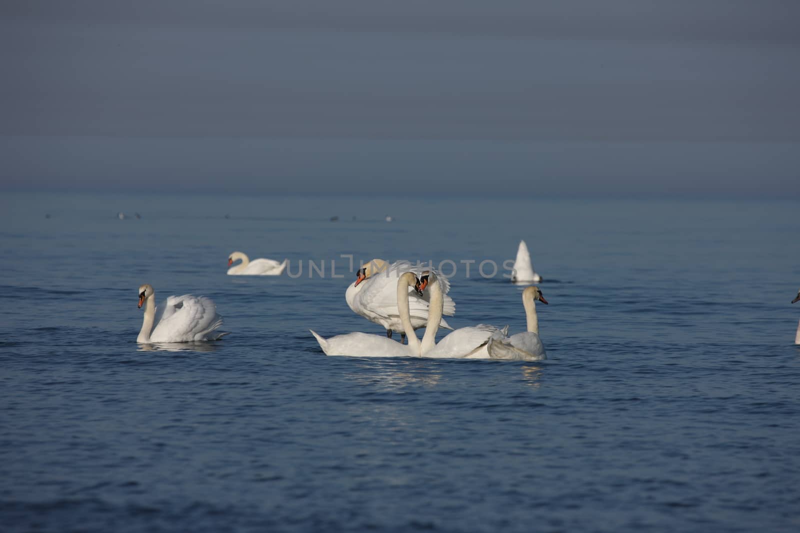 white swan Baltic sea by desant7474