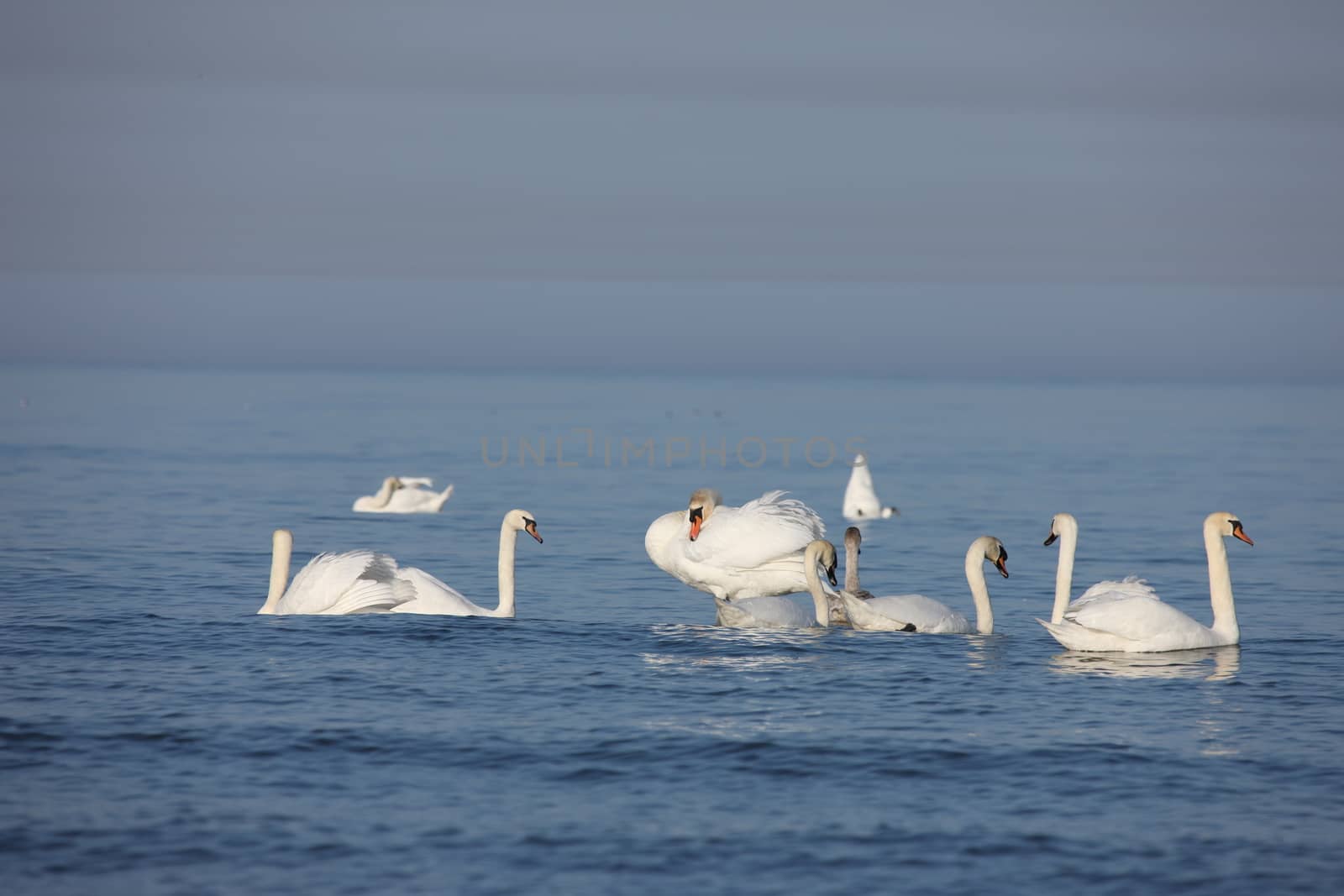 white swan Baltic sea by desant7474