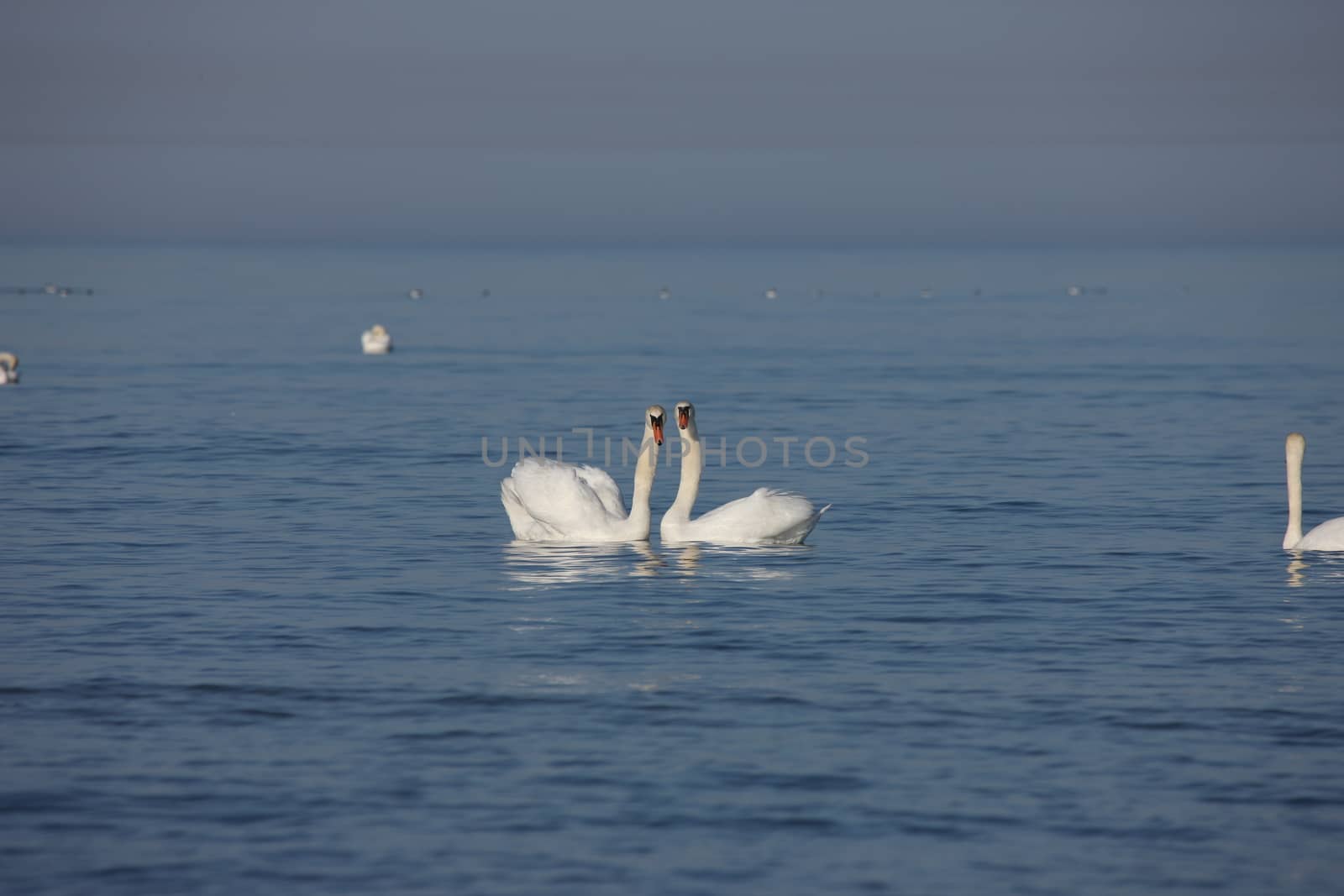 white swan Baltic sea by desant7474