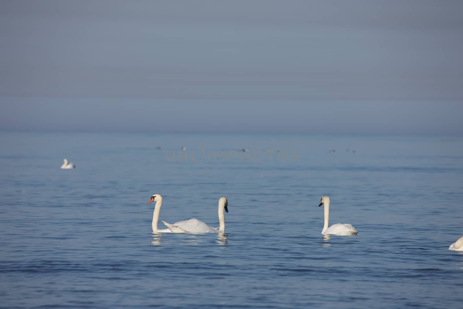 white swan Baltic sea by desant7474