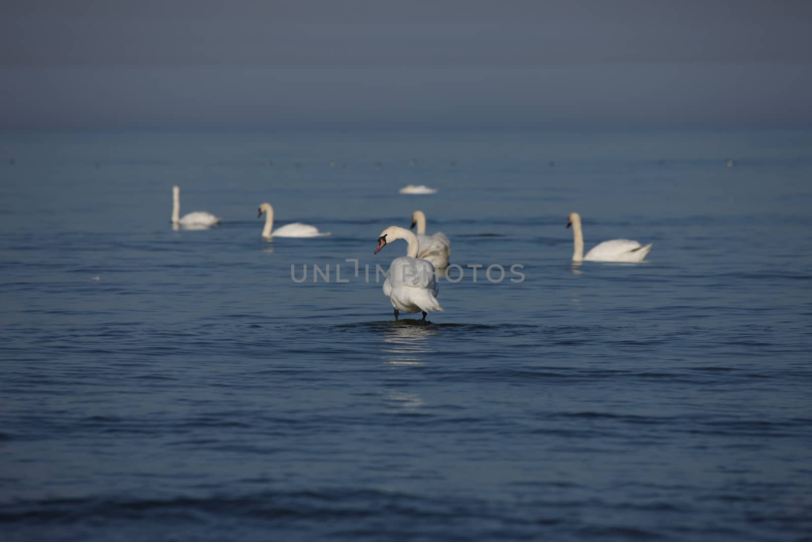 white swan Baltic sea