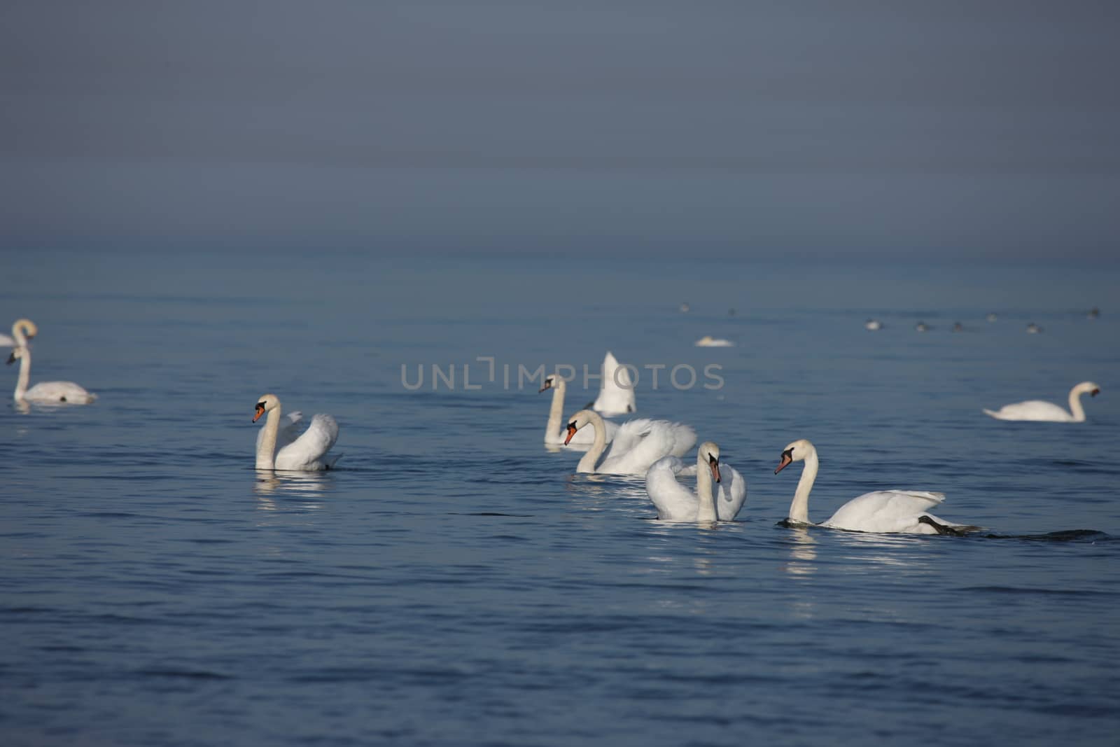 white swan Baltic sea by desant7474