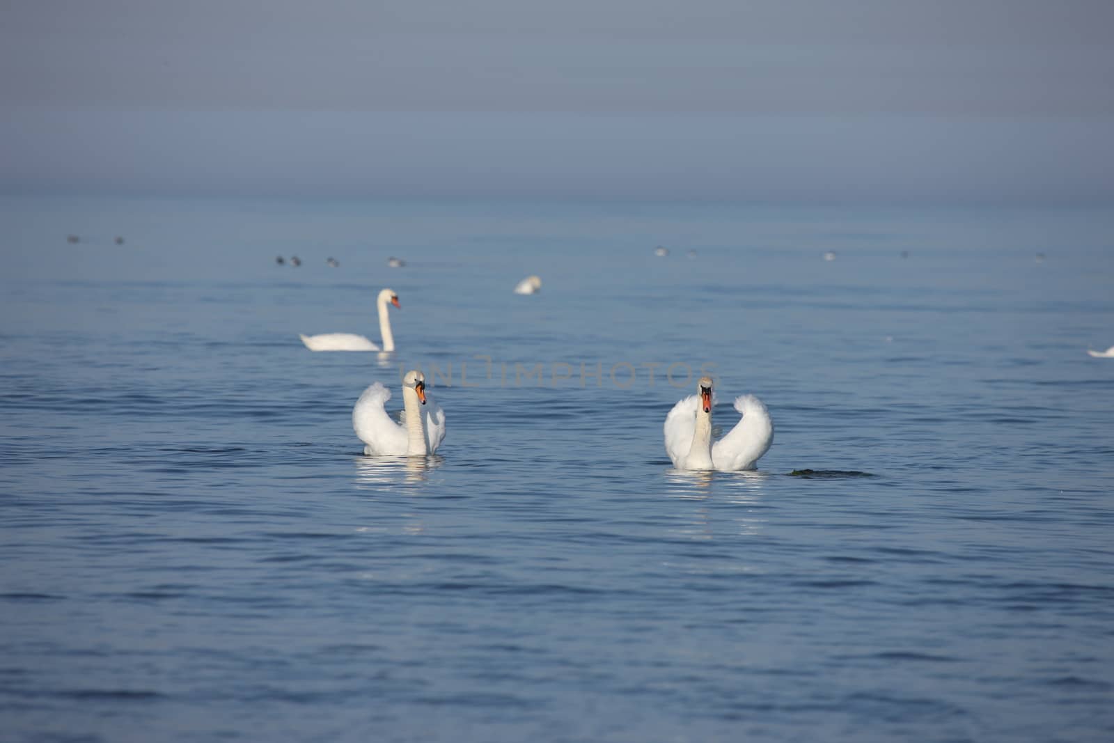 white swan Baltic sea