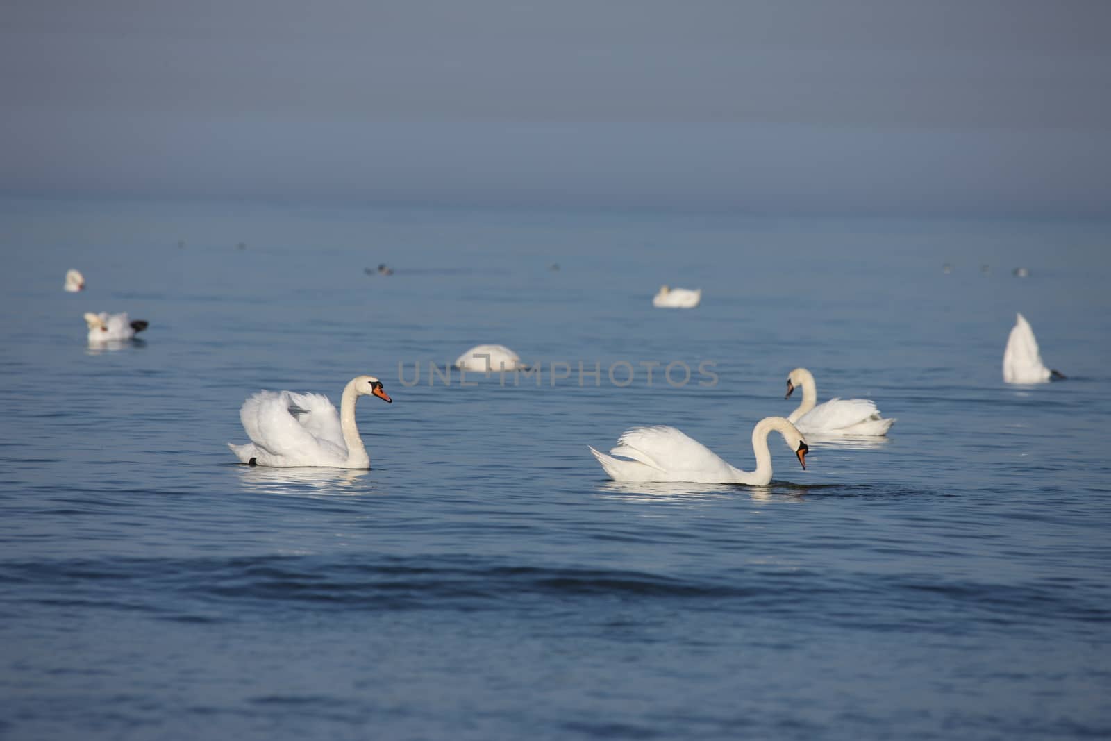 white swan Baltic sea