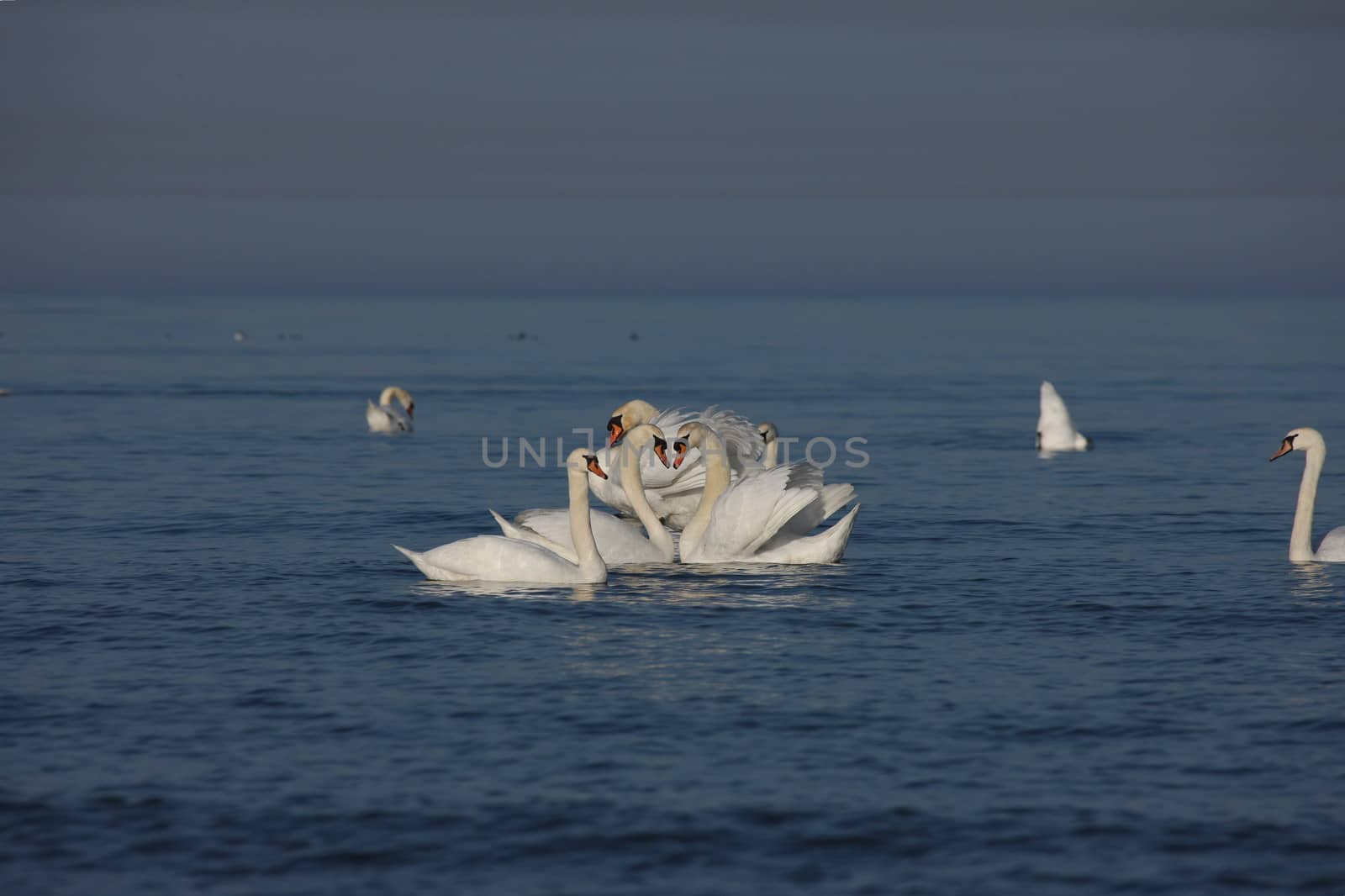 white swan Baltic sea