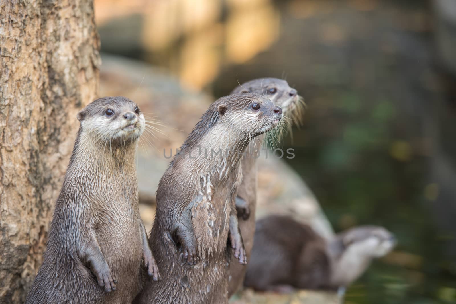 Group of asian small-clawed otters