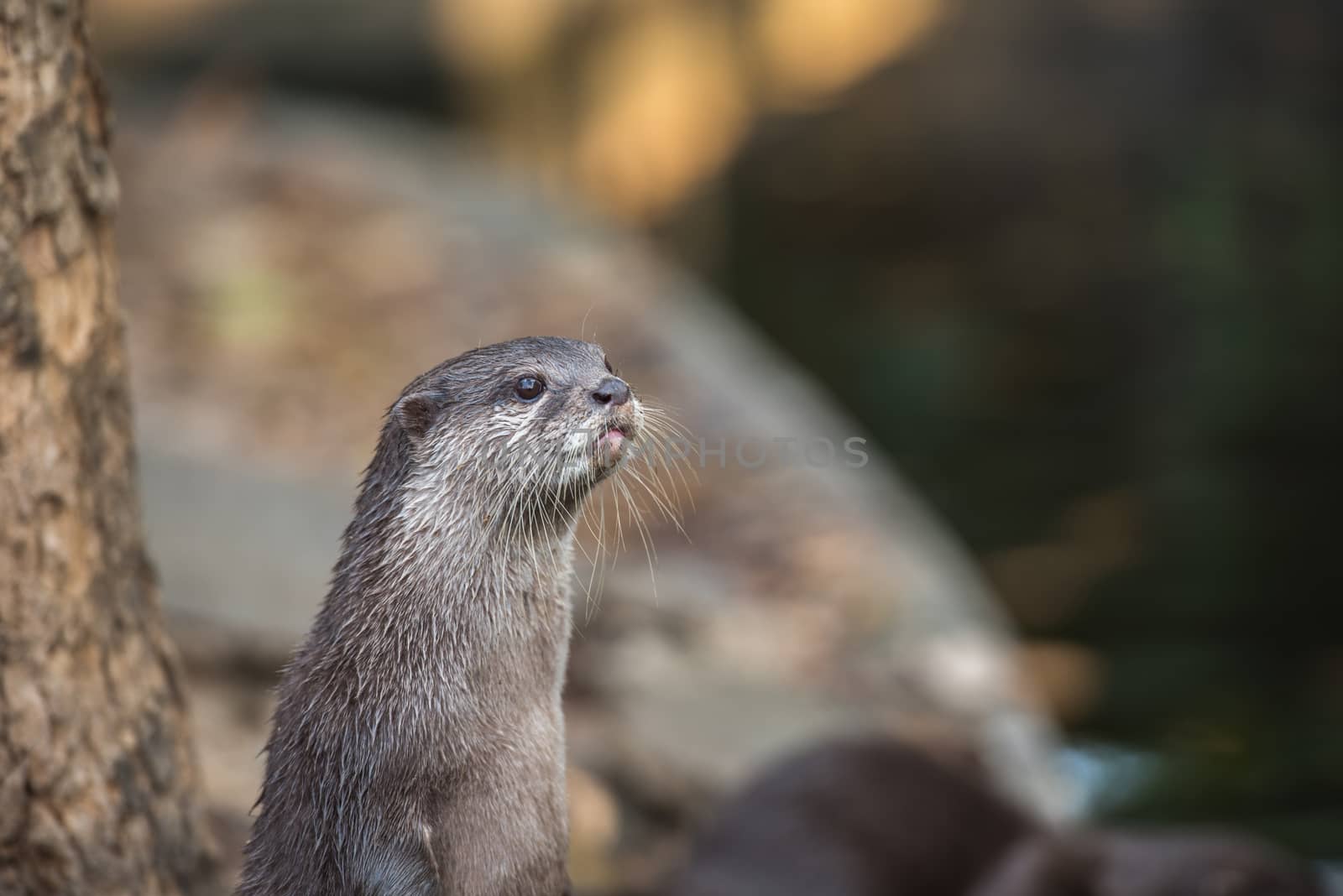 Asian small-clawed otter by t0pkul3