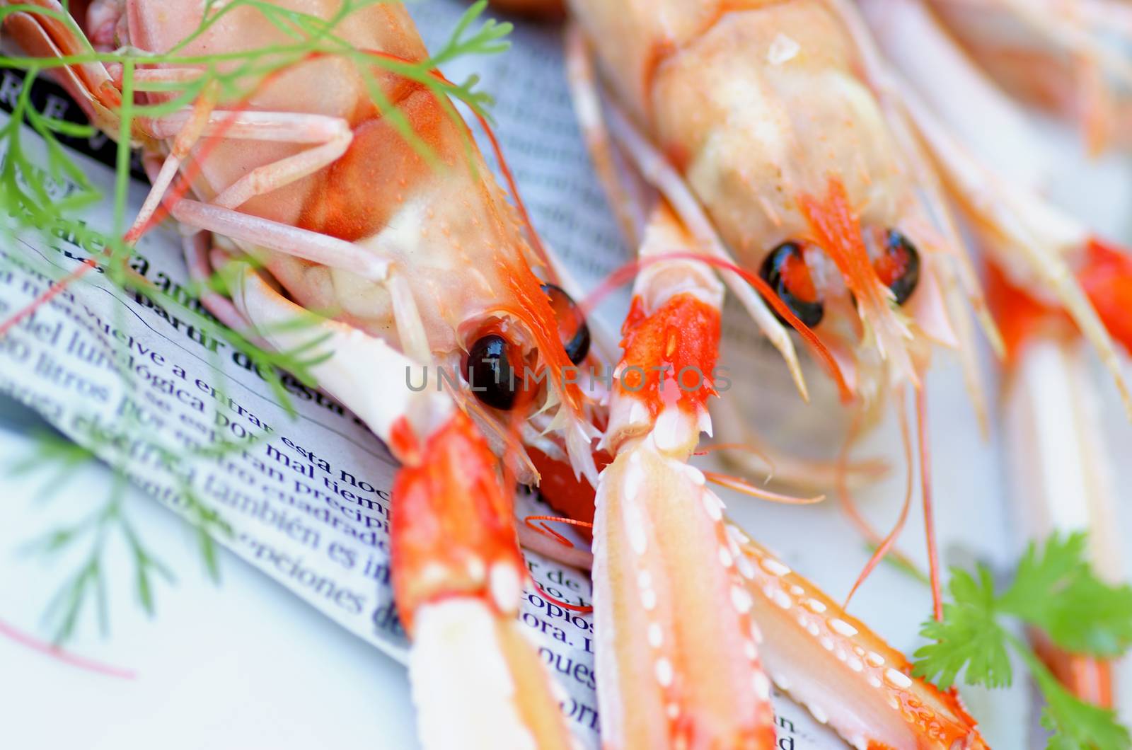 Two Delicious Raw Langoustines with Parsley and Dill closeup on Newspaper. Selective Focus