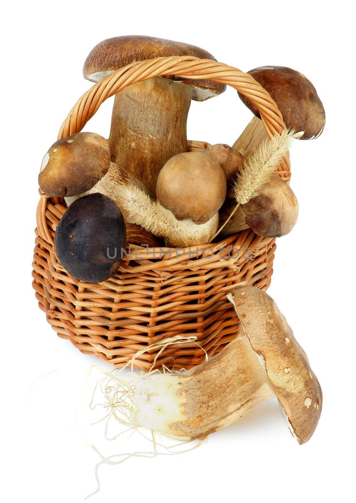 Raw Boletus Mushrooms by zhekos