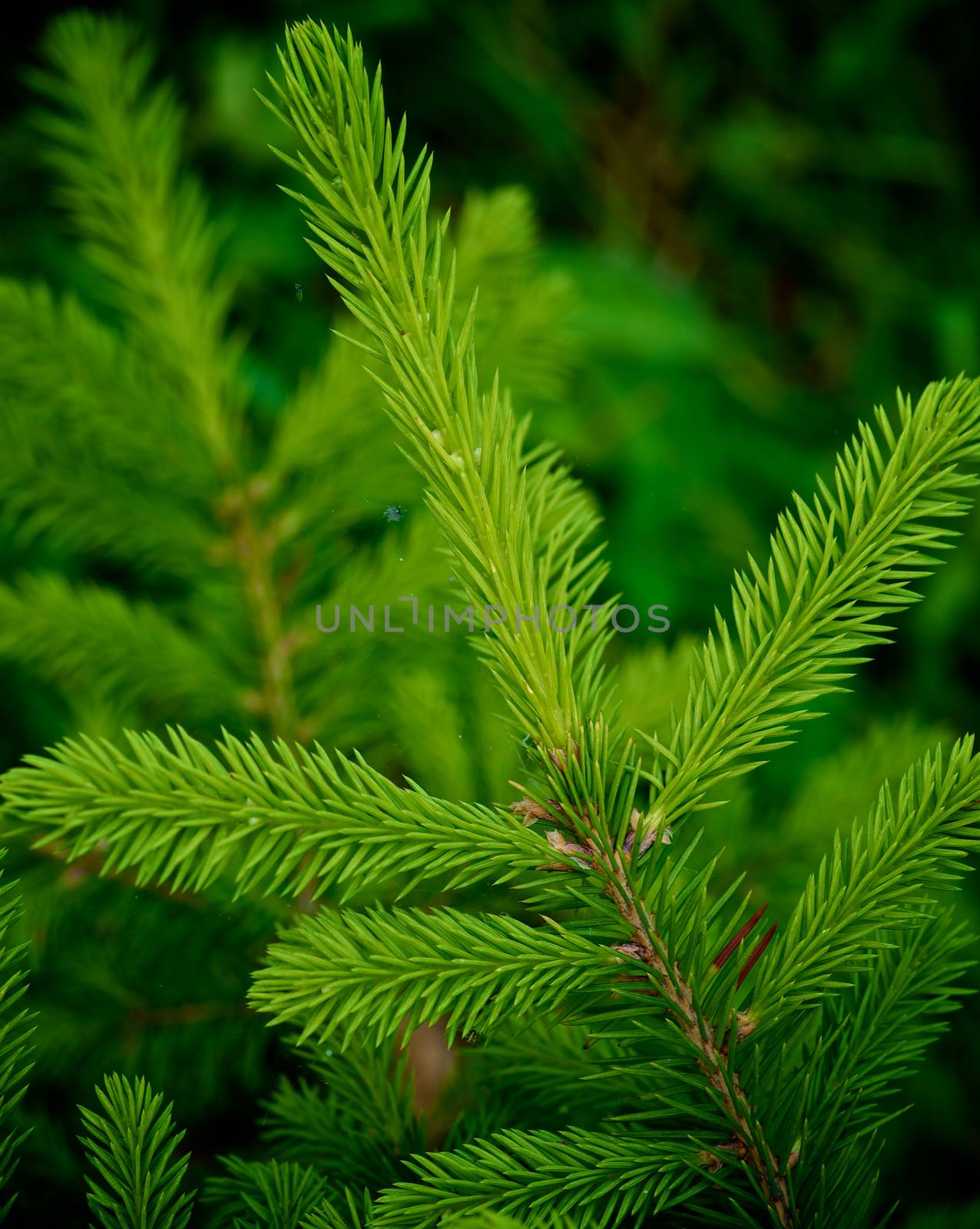 Young Spruce Shoots by zhekos