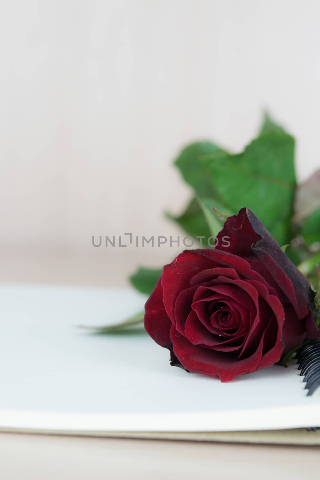 Red roses on notebook prepare to gift on Valentine's Day by t0pkul3