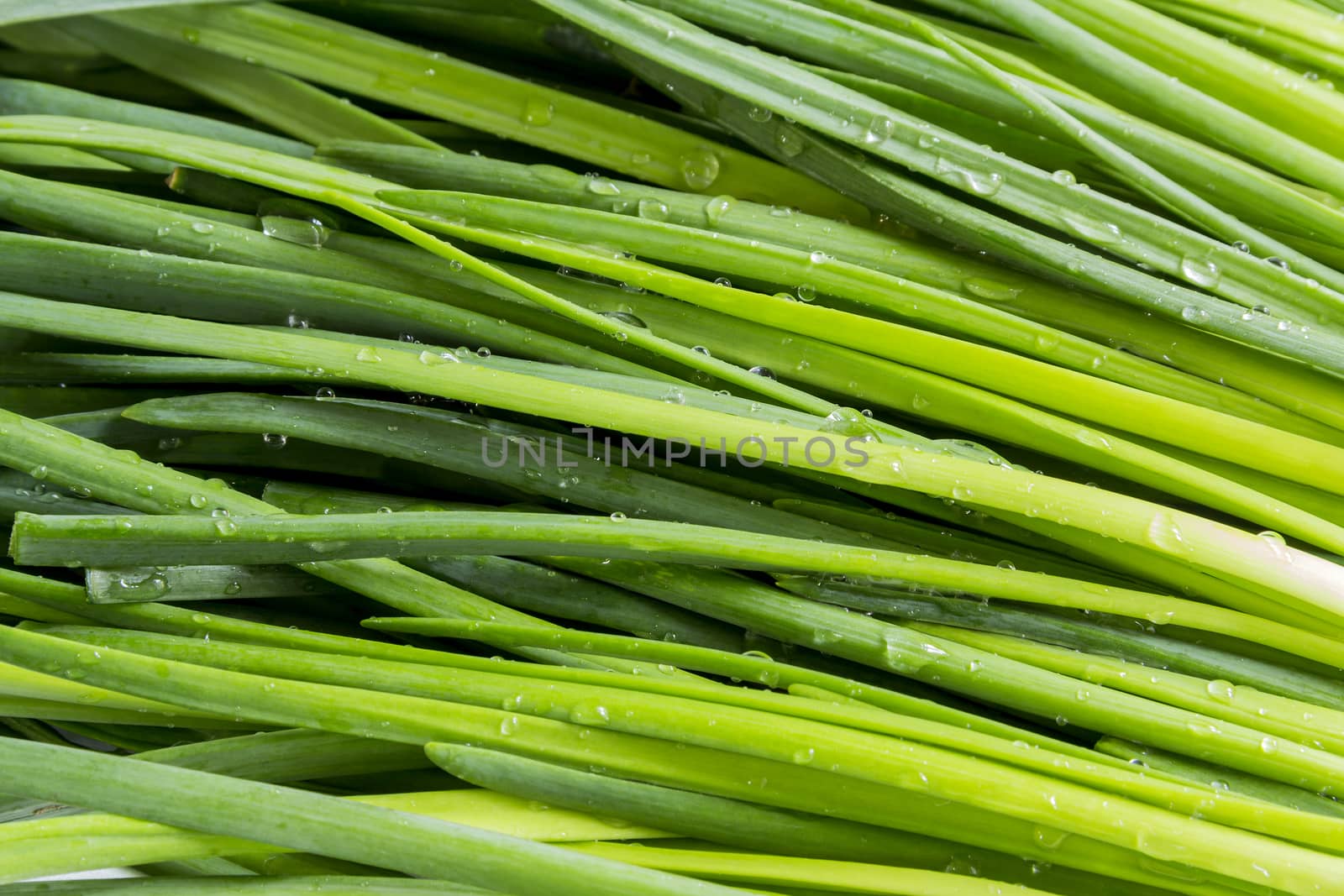 Leaves of onion closeup with water drops