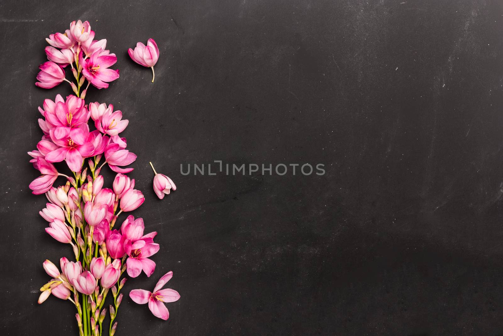 Fresh pink flowers by AnaMarques