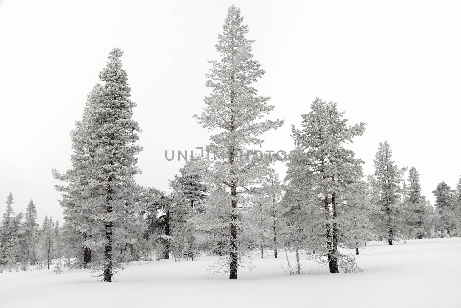 Trees covered with snow by a40757