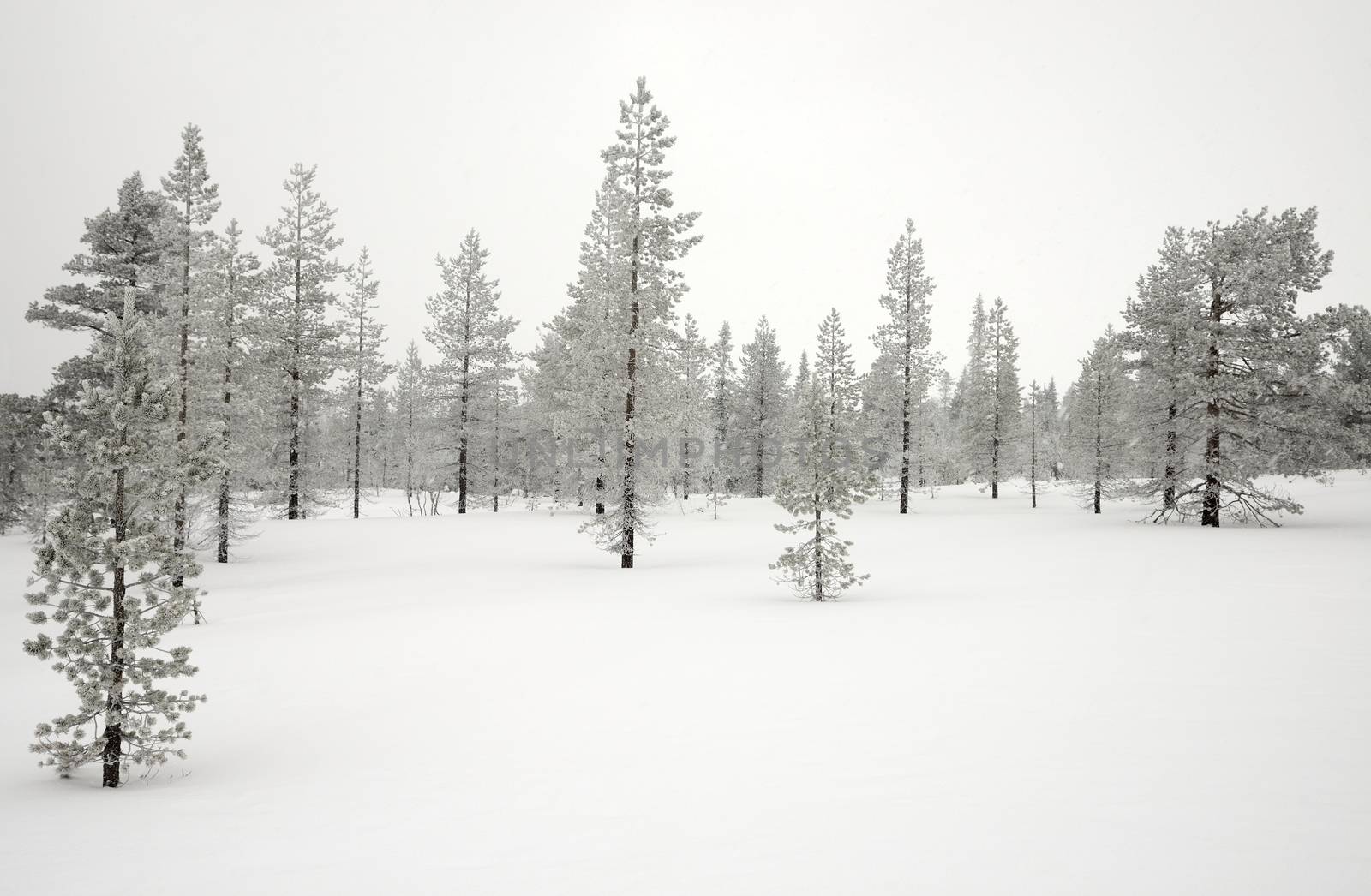 Trees covered with snow