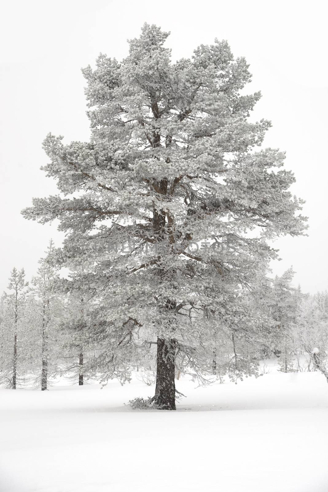 Trees covered with snow by a40757