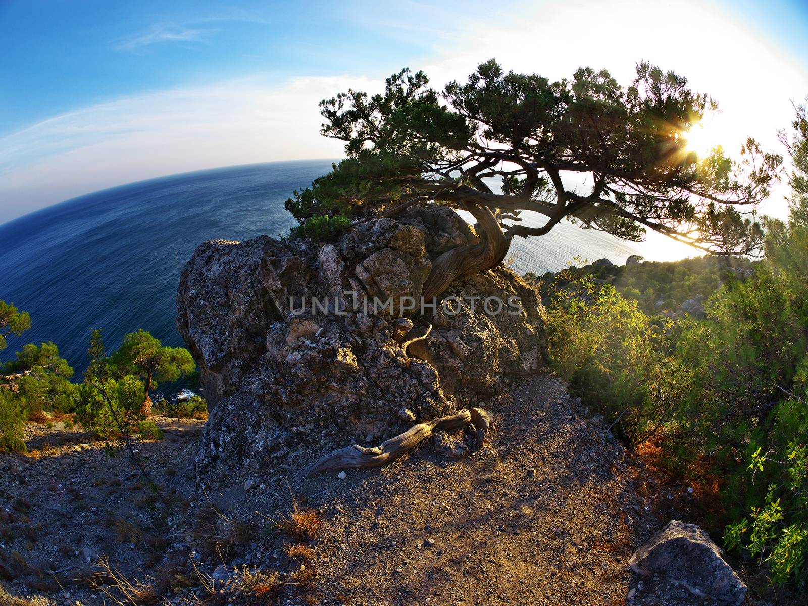 Beautiful the sun's rays through the crown of pines on the seashore in fisheye vision