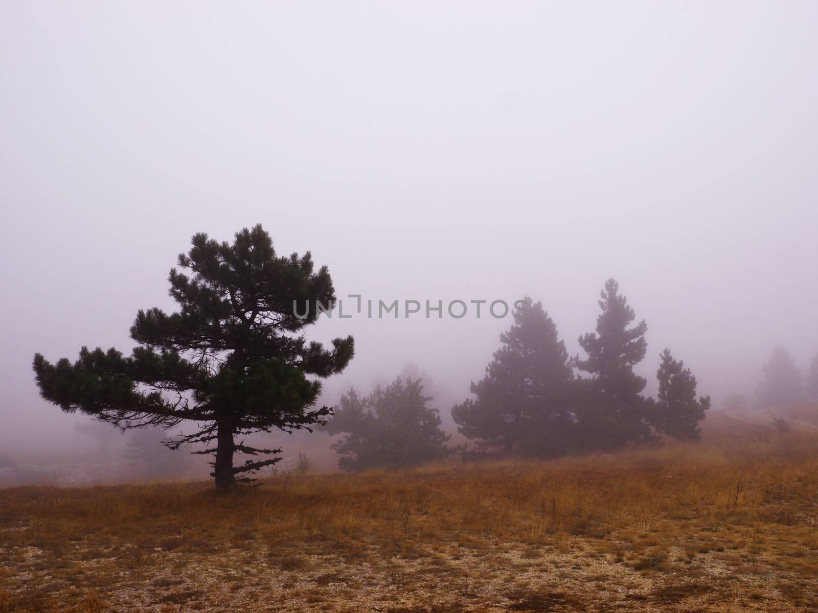 mountain trees in fog by fascinadora