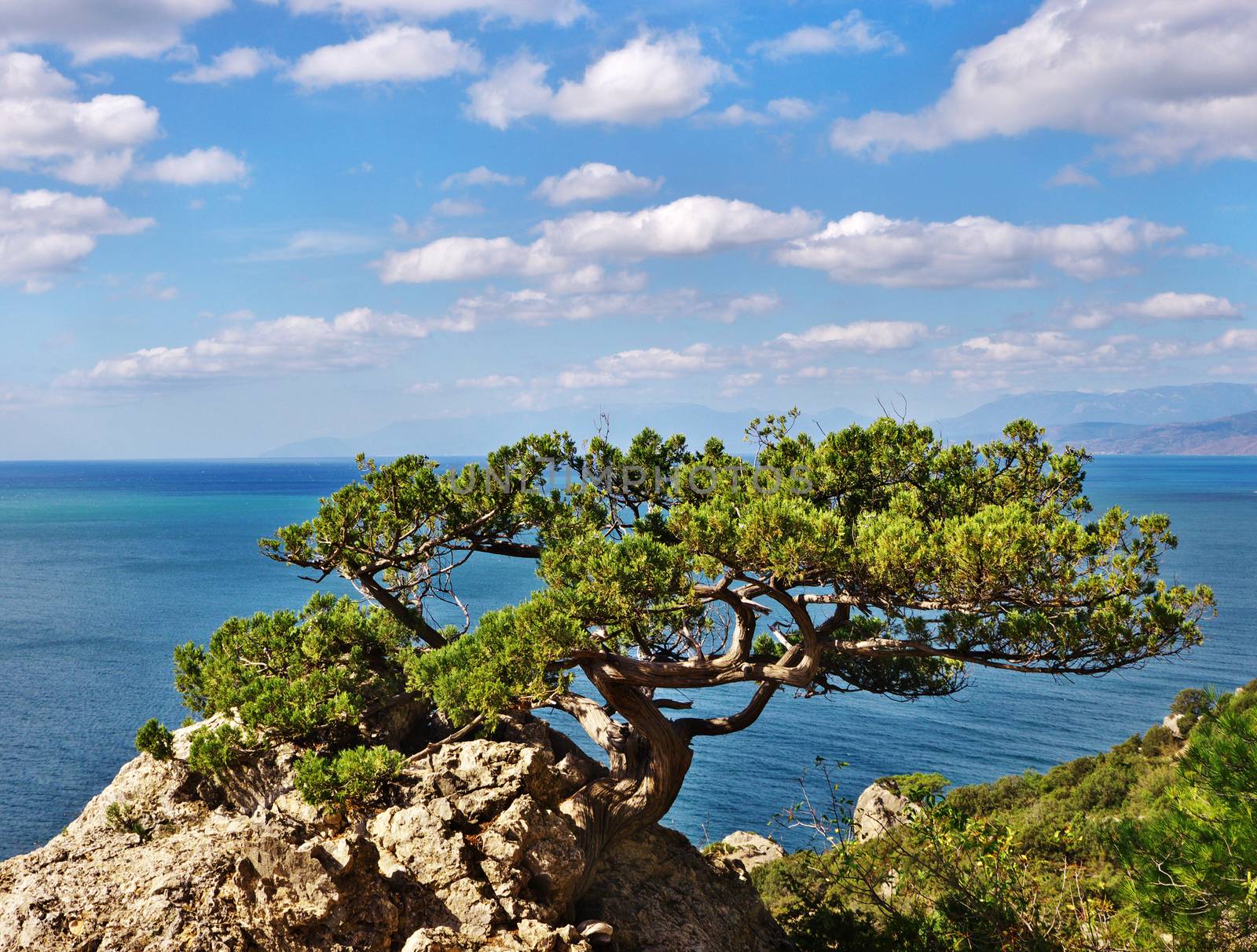 mountain trees on the background of sea and blue sky