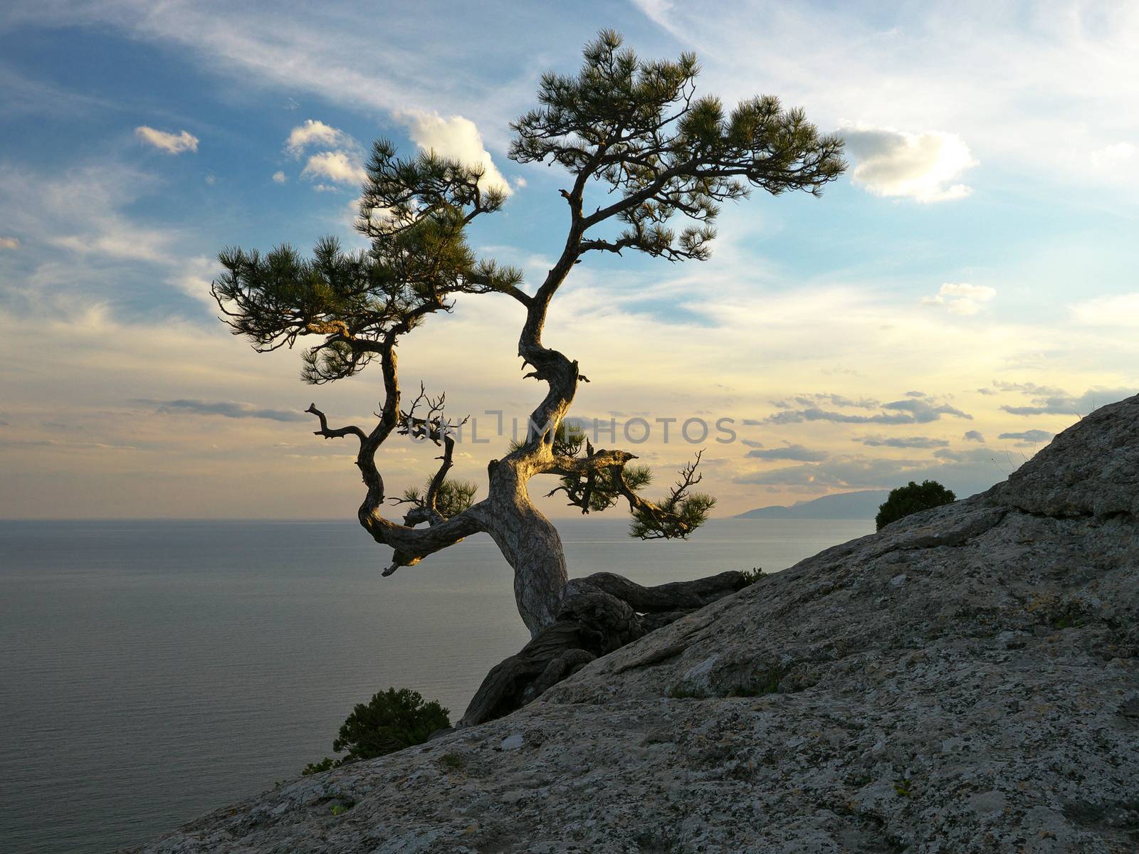 pine on rocks near the sea, sea landscape at sunset light by fascinadora