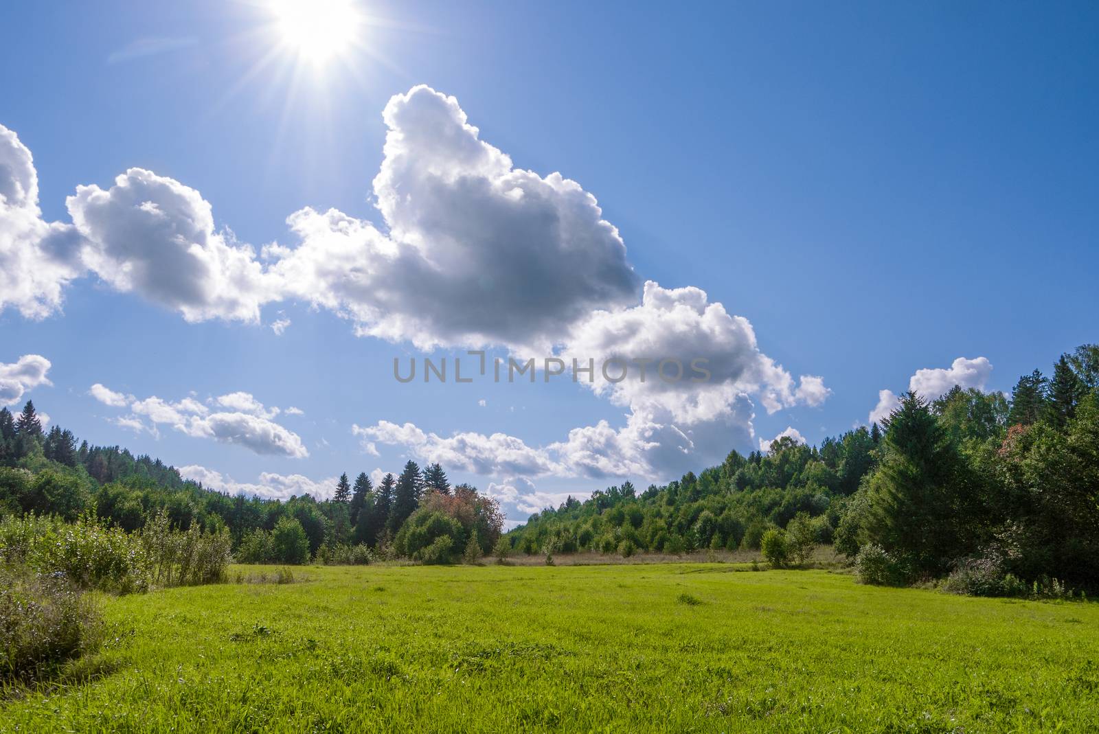 field of grass with woods and perfect blue sky by fascinadora