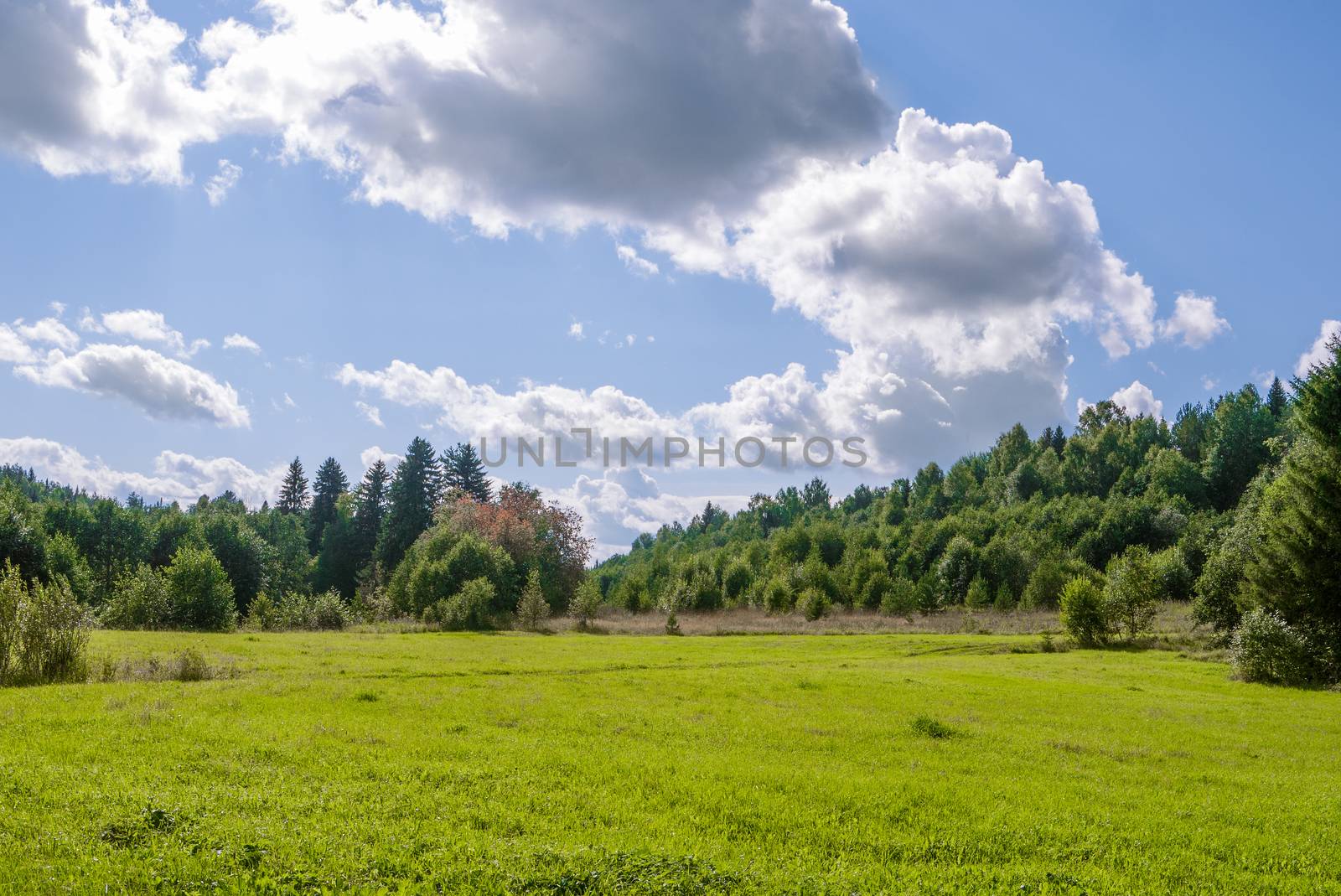 field of grass with woods and perfect blue sky with clouds