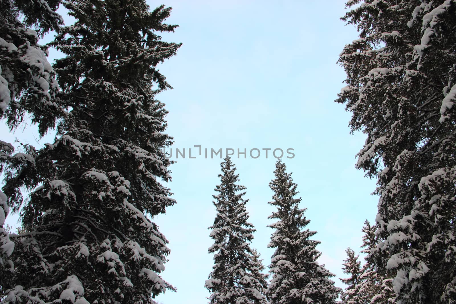 A view of the top of large fir trees in the blue sky in winter