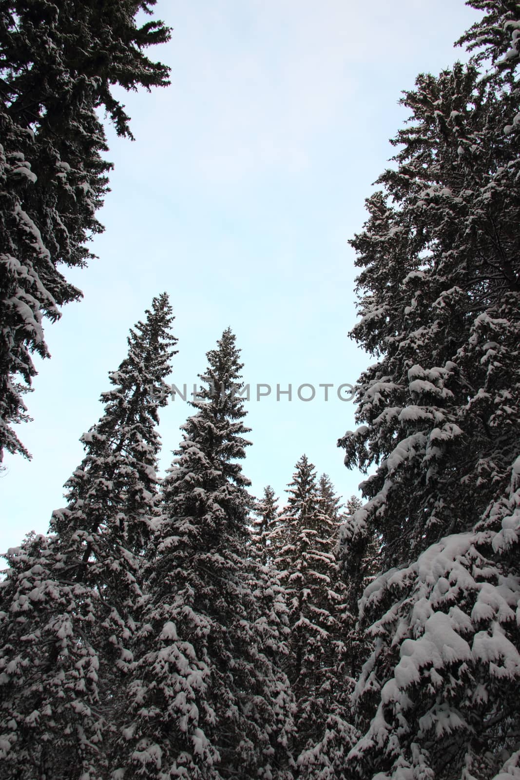  top of large fir trees by Metanna