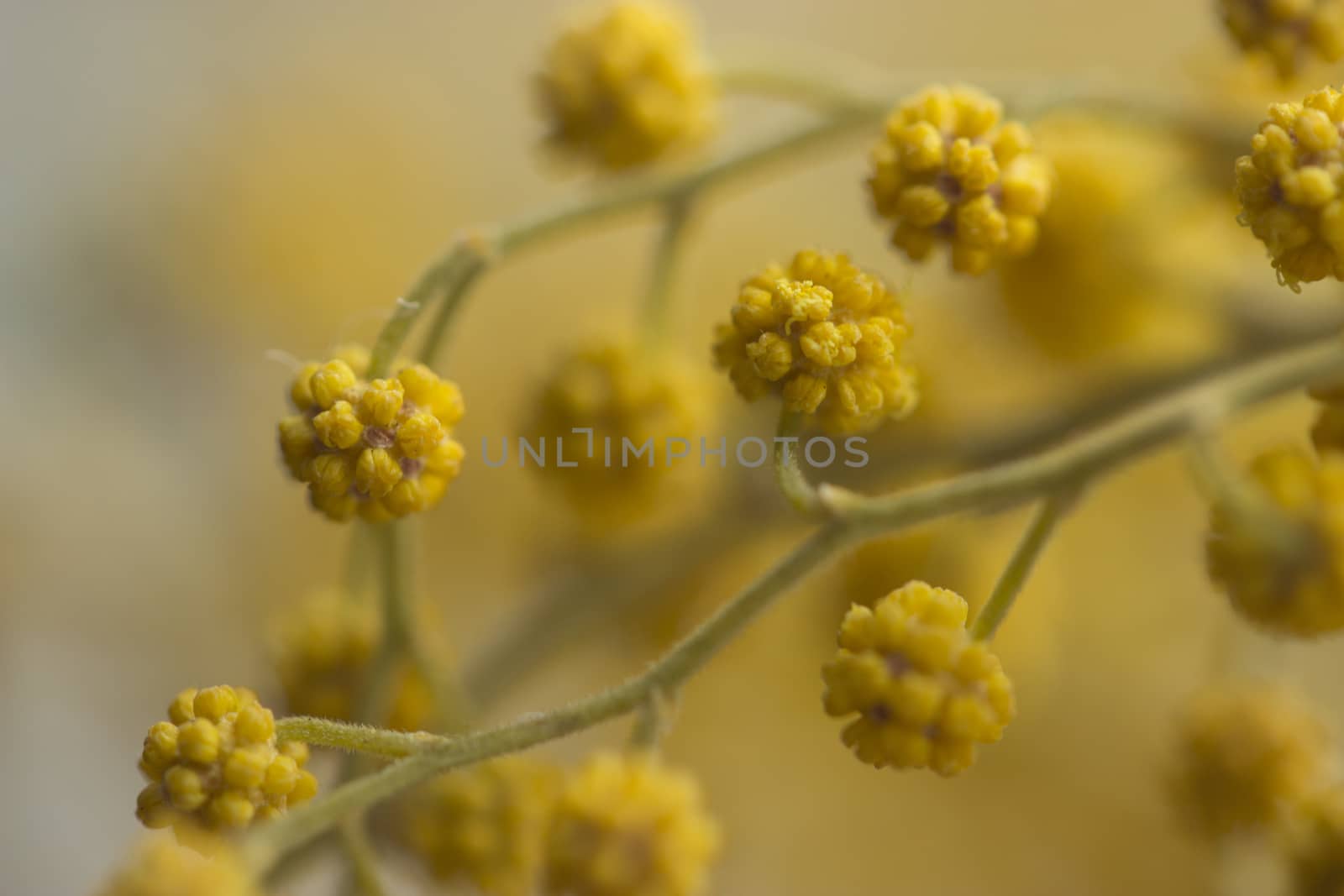 twigs of yellow mimosa flower. macro shot