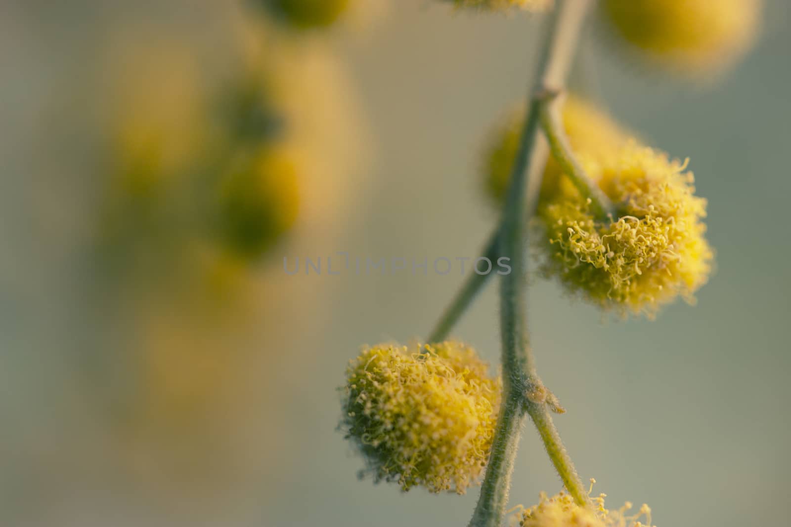 twigs of yellow mimosa flower. macro shot