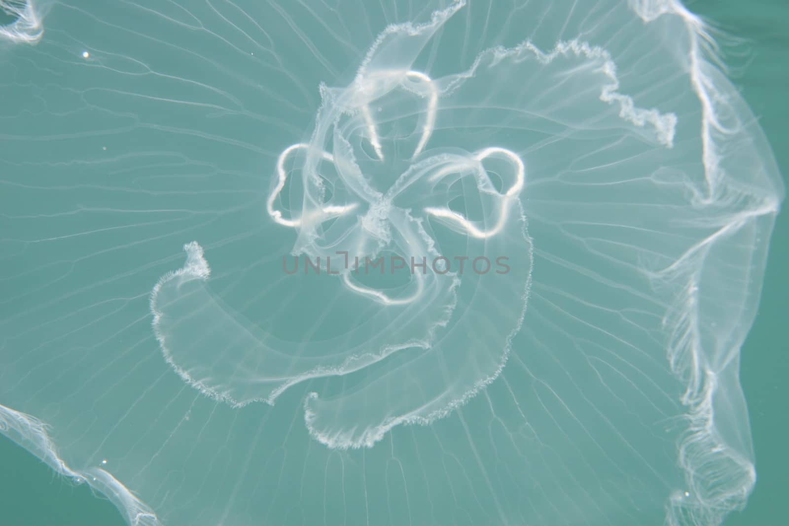 jellyfish medusa underwater by desant7474
