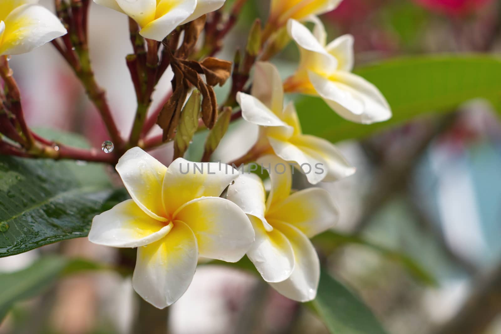 white and yellow Plumeria flower by ninelittle