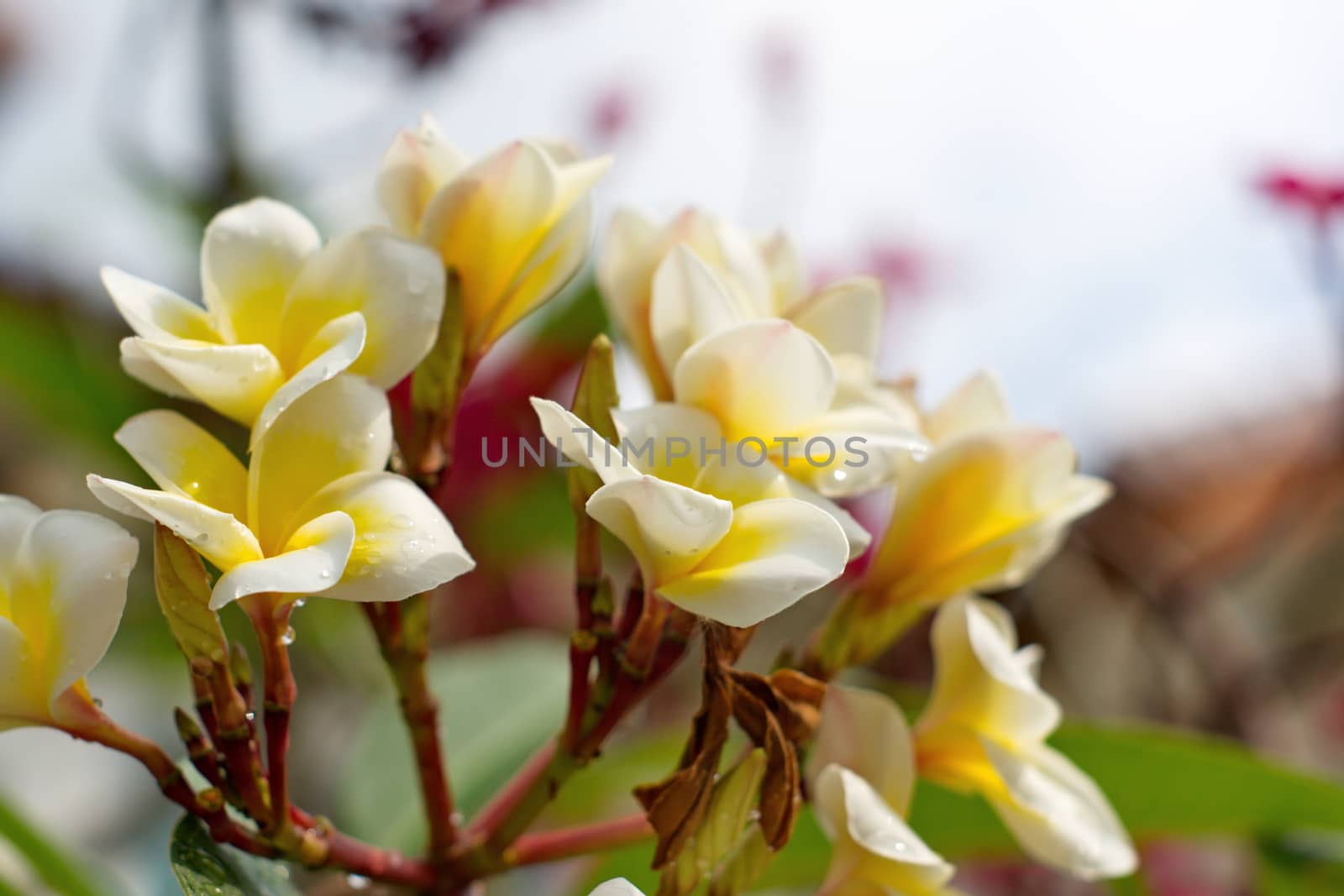 white and yellow Plumeria flower. (frangipani flowers, Frangipani, Pagoda tree or Temple tree) on natural light background