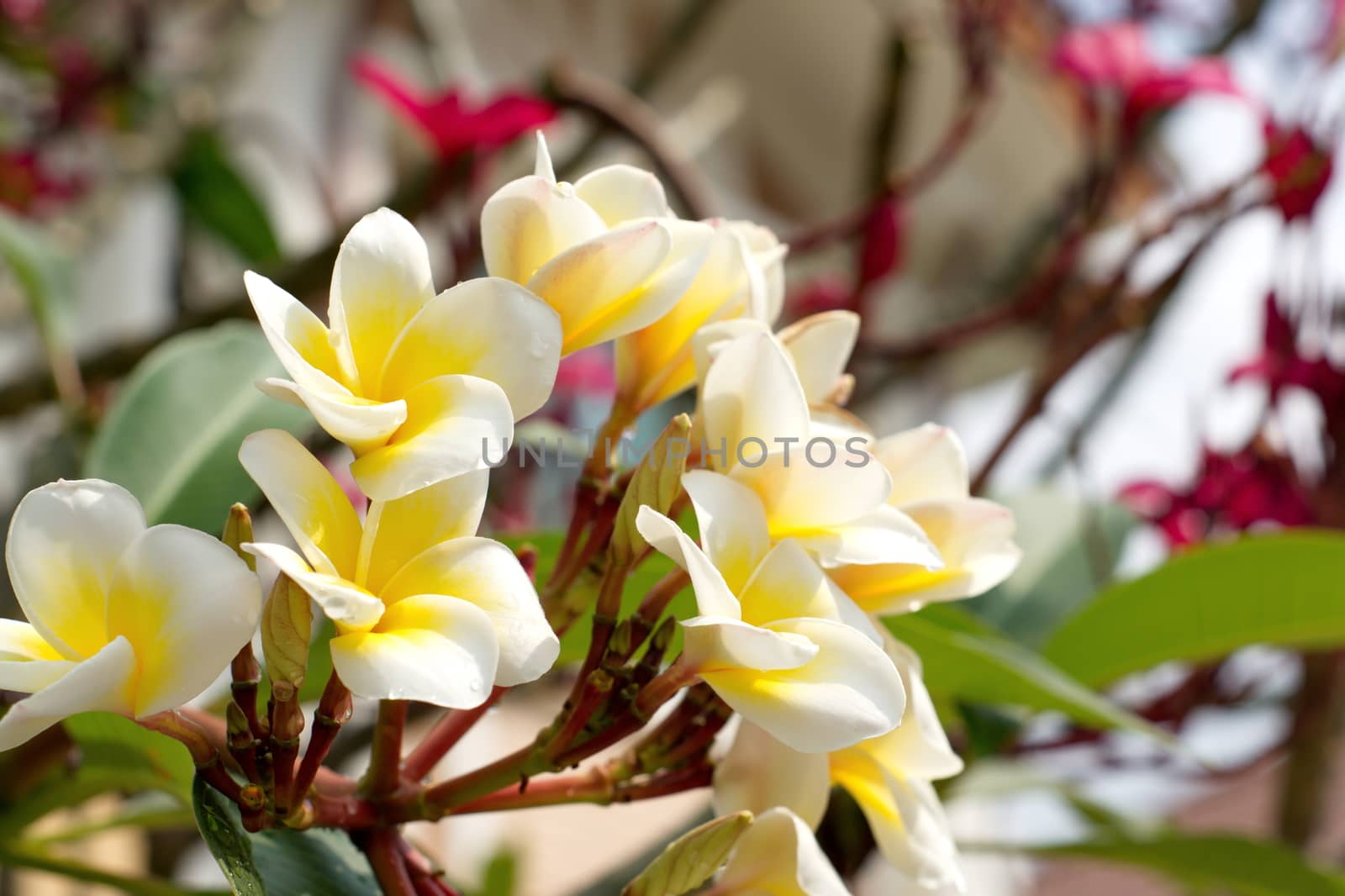 white and yellow Plumeria flower by ninelittle